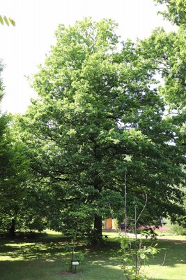 Quercus robur - dub letní - celek